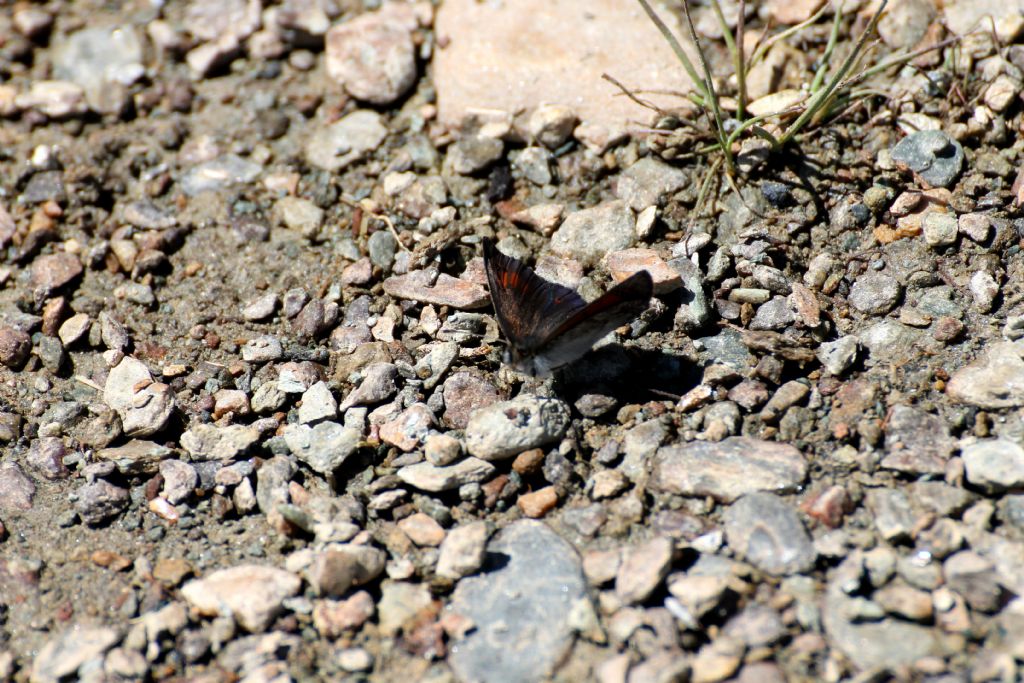 Erebia cassioides o forse nivalis?